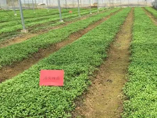 湖南軍杰食品灘頭種植基地