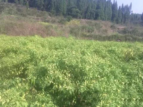 湖南軍杰食品朝天椒基地