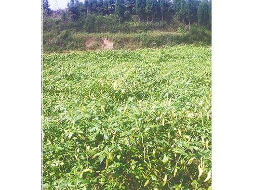 湖南軍杰食品長辣椒基地