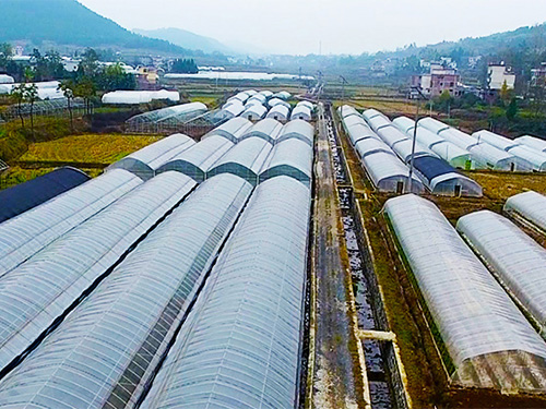 湖南軍杰食品育苗基地