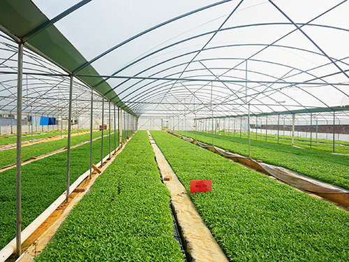 湖南軍杰食品育苗基地