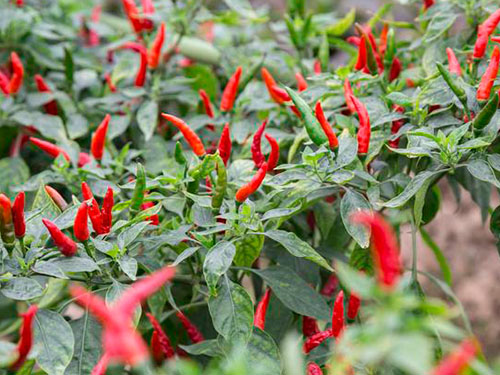 湖南軍杰辣椒,軍杰剁辣椒,湖南剁辣椒 