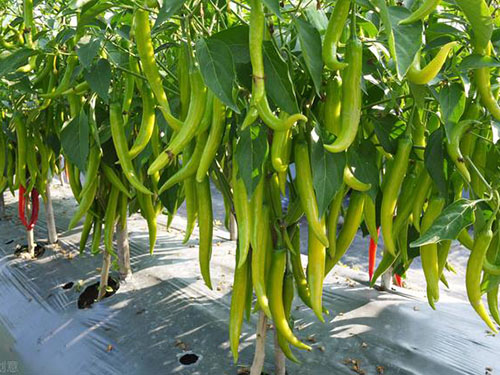 湖南軍杰辣椒,軍杰剁辣椒,湖南剁辣椒 