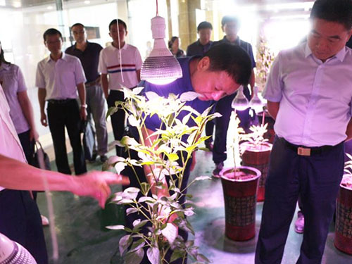 湖南軍杰辣椒,軍杰剁辣椒,湖南剁辣椒 