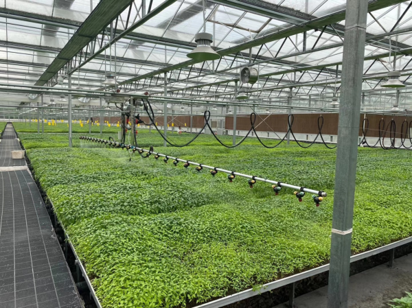 湖南軍杰辣椒,軍杰剁辣椒,湖南剁辣椒 